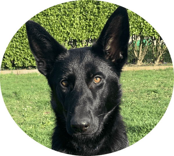 ROND CHIEN