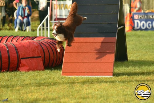 2021 09 26 Concours agility 00002