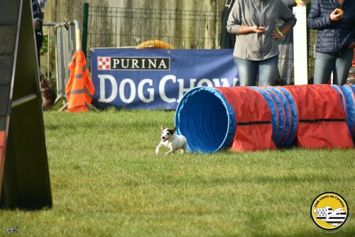 2021 09 26 Concours agility 00012