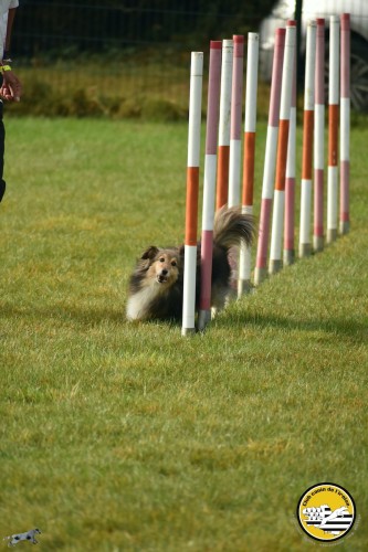 2021 09 26 Concours agility 00013