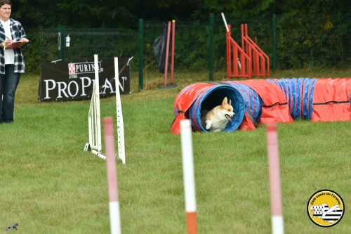 2021 09 26 Concours agility 00016