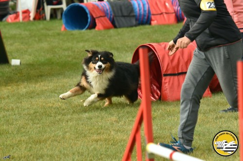 2021 09 26 Concours agility 00024