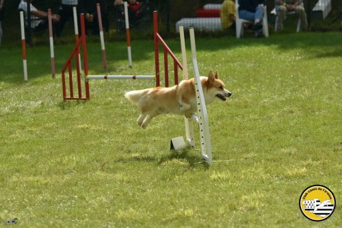 2021 09 26 Concours agility 00050