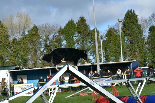 2023 03 19 Concours Agility 00002