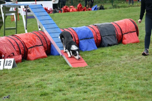 2023 03 19 Concours Agility 00019