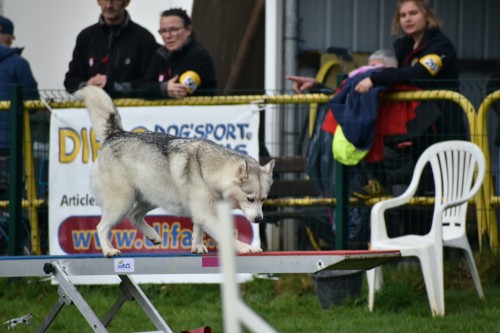 2023 03 19 Concours Agility 00025