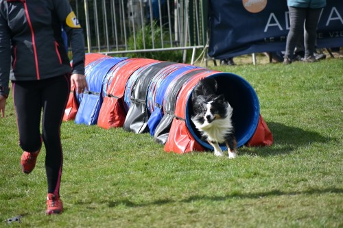 2023 03 19 Concours Agility 00029