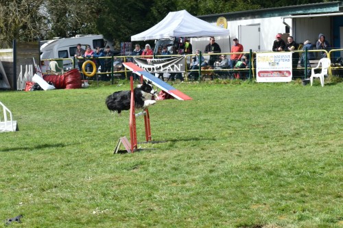 2023 03 19 Concours Agility 00040