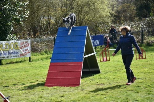 2023 03 19 Concours Agility 00042