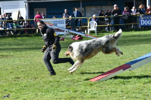 2023 03 19 Concours Agility 00047