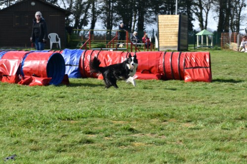 2023 03 19 Concours Agility 00049