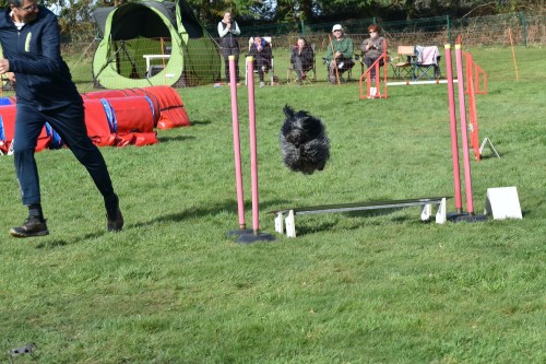 2023 03 19 Concours Agility 00051